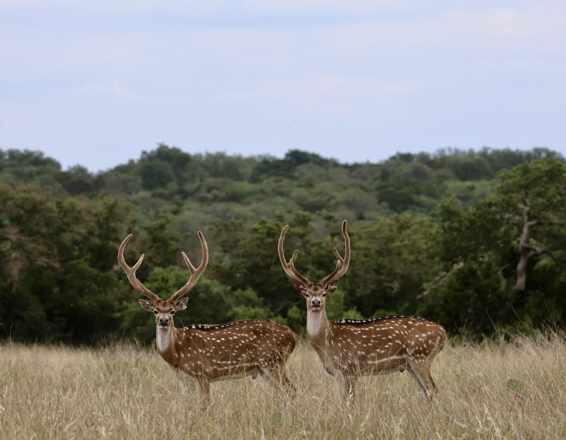 Two axis deer with full antlers standing in tall grass near the Hill Country tree line