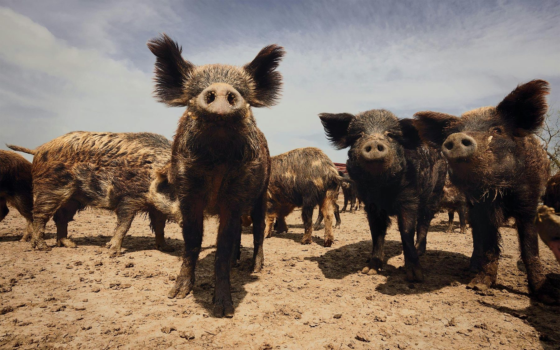 A group of feral hogs standing on bare, rooted-up ground