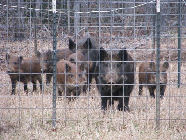 A group of feral hogs, including piglets, caught inside a wire corral trap