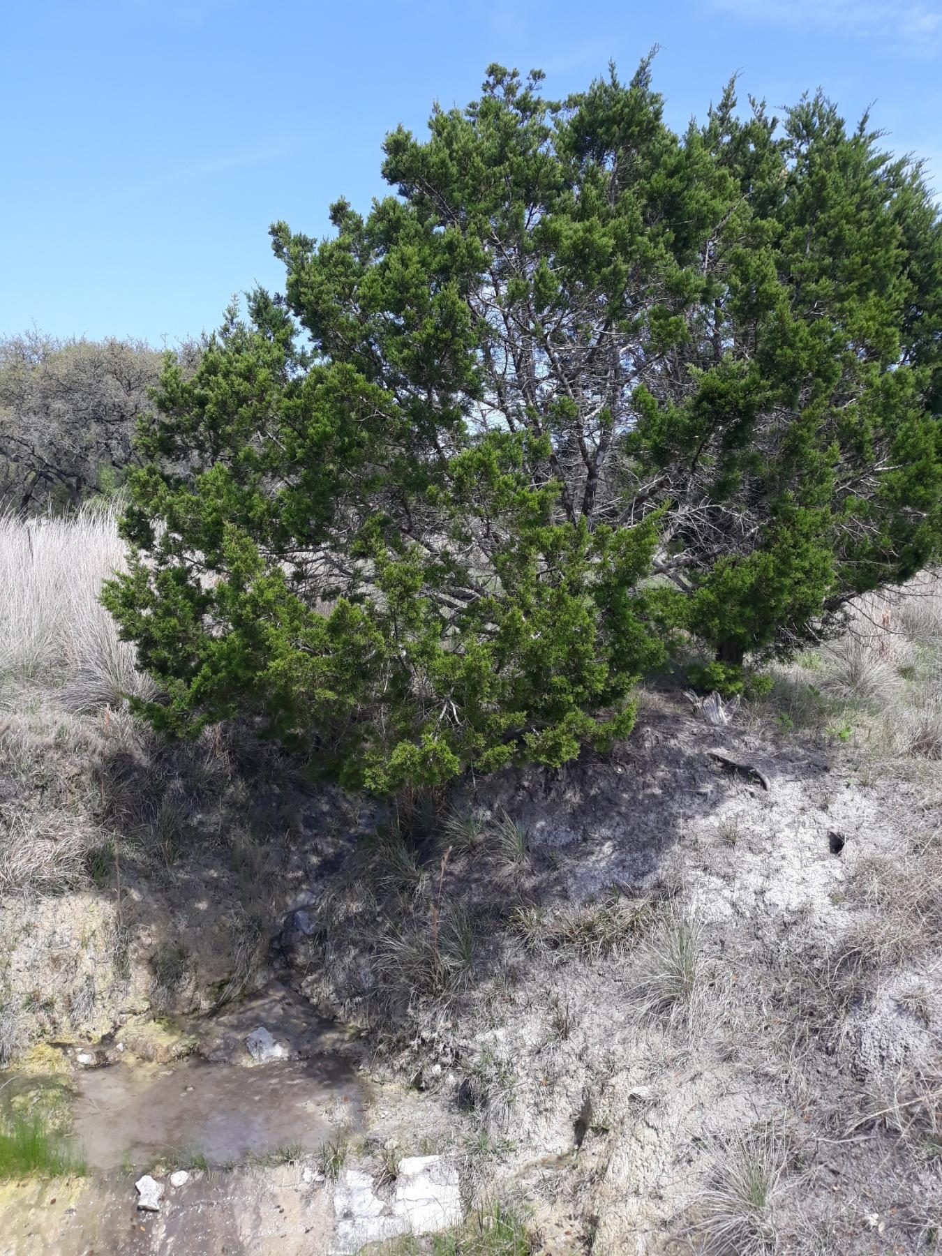 Ashe Juniper, a native Central Texas riparian plant