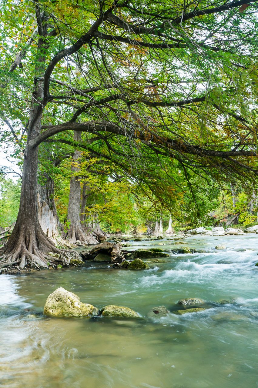 Bald Cypress, a native Central Texas riparian plant