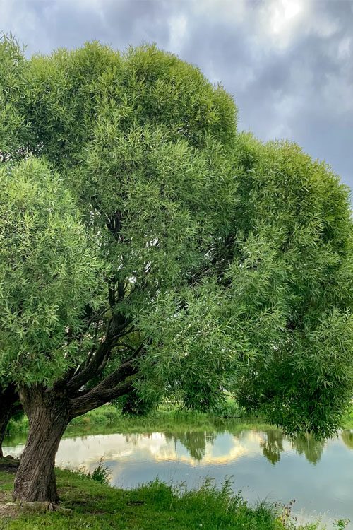 Black Willow, a native Central Texas riparian plant