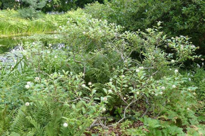 Buttonbush, a native Central Texas riparian plant