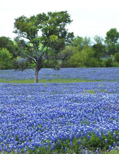 Cedar Elm, a native Central Texas riparian plant