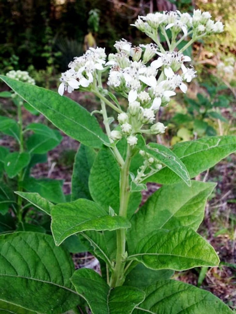 Frostweed, a native Central Texas riparian plant