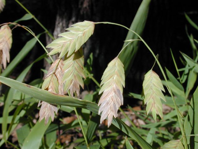 Inland Sea Oats, a native Central Texas riparian plant