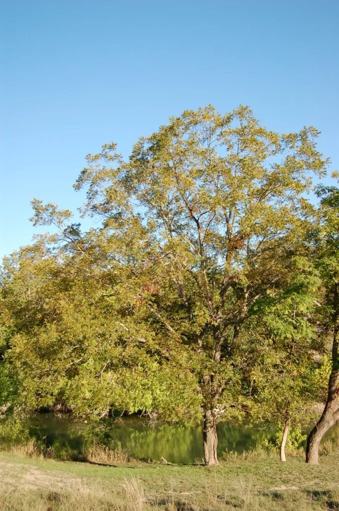 Pecan, a native Central Texas riparian plant