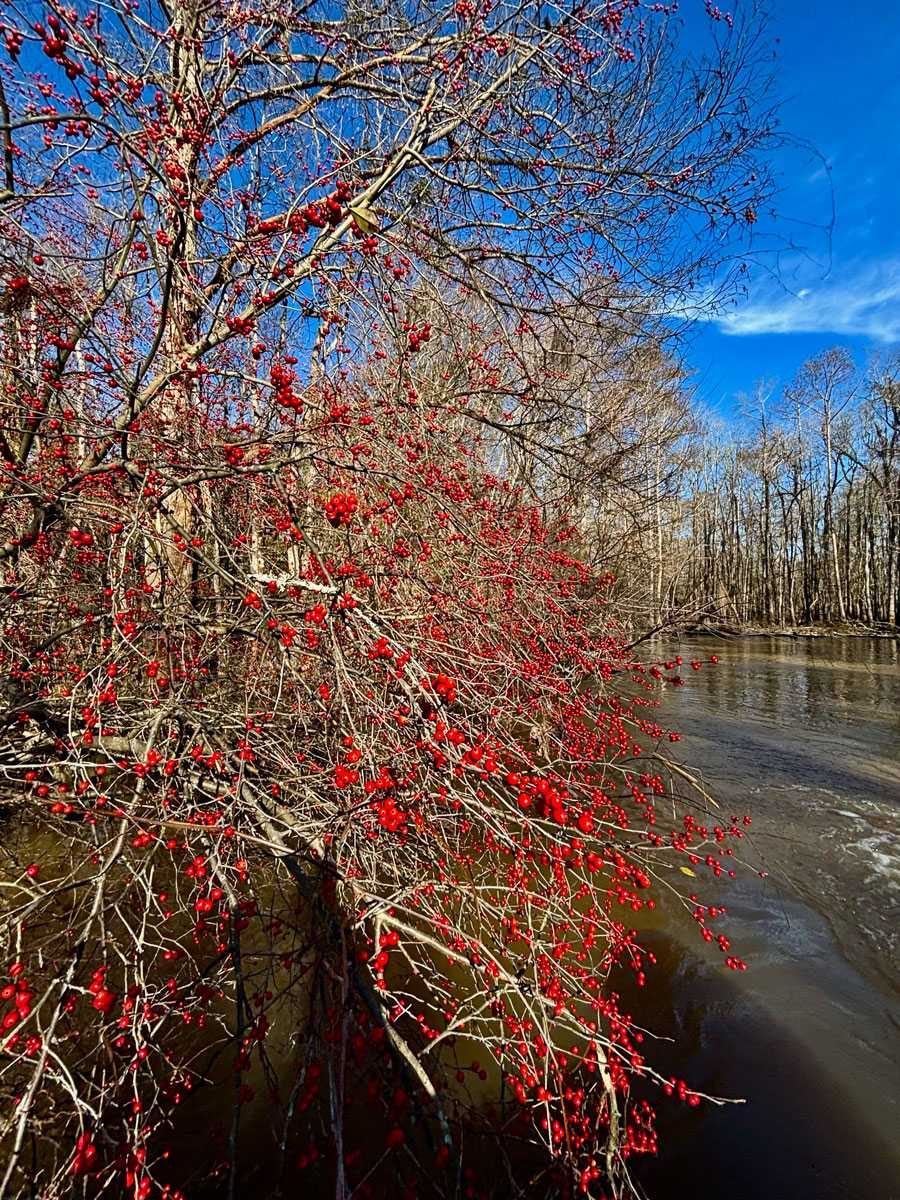 Possumhaw Holly, a native Central Texas riparian plant