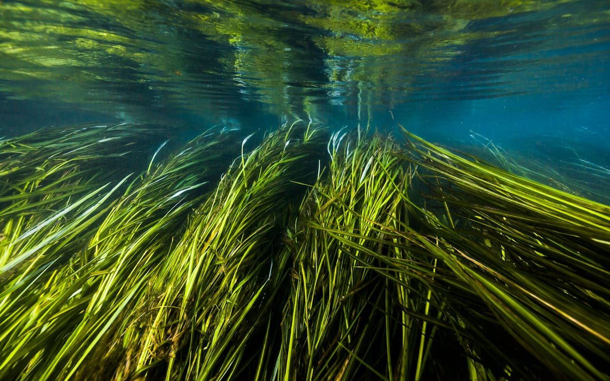 Southern Wild Rice, a native Central Texas riparian plant