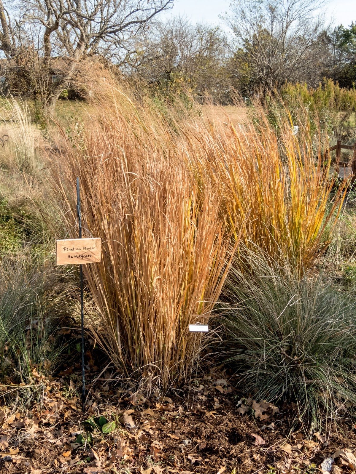 Switchgrass, a native Central Texas riparian plant