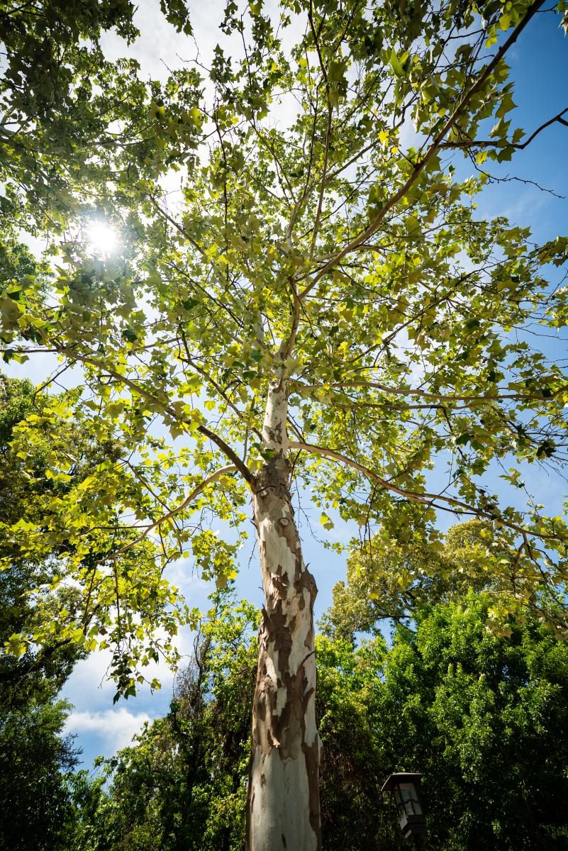 Sycamore, a native Central Texas riparian plant