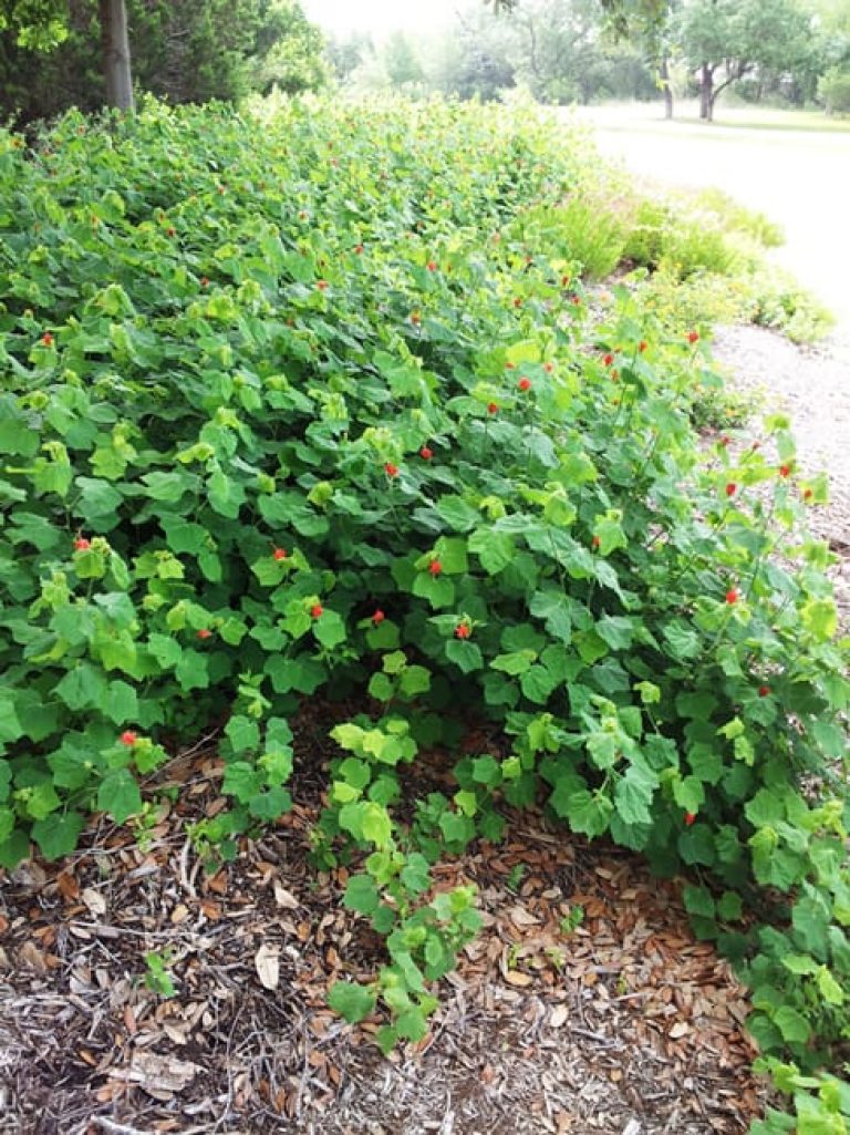 Turk’s Cap, a native Central Texas riparian plant