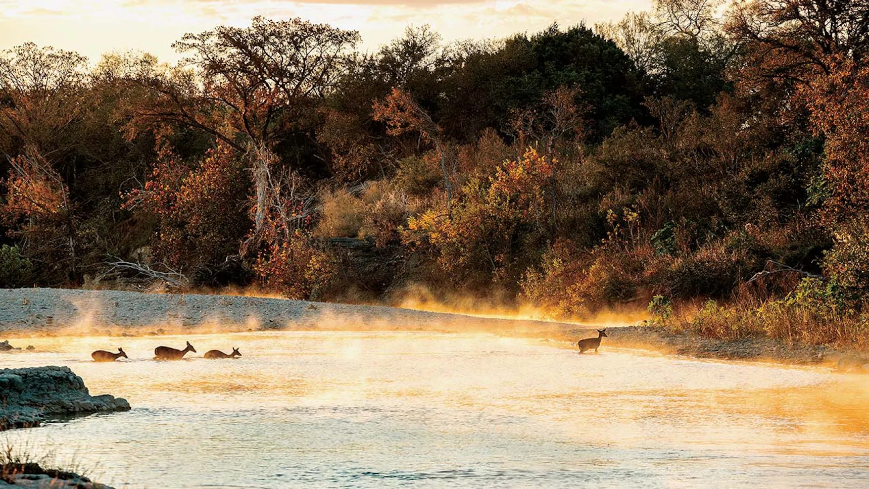 Native white-tailed deer crossing a misty river at dawn
